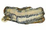 Mammoth Molar Slice With Case - South Carolina #144341-1